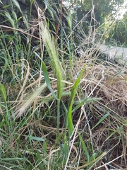 Hordeum murinum