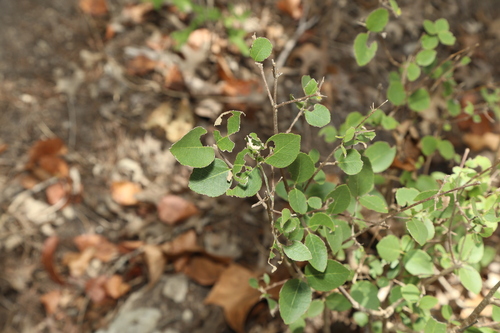 Image of Forestiera reticulata by (c) Reid Hardin, some rights reserved (CC BY)