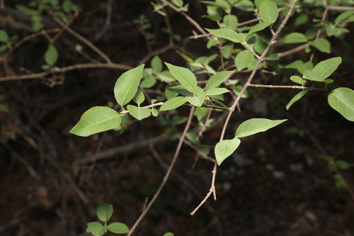 Image of Forestiera reticulata by (c) Reid Hardin, some rights reserved (CC BY)