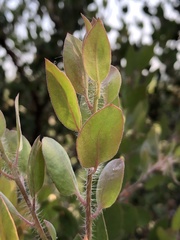 Arctostaphylos pilosula