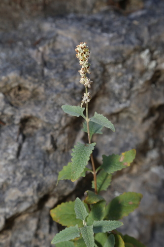 Image of Buddleja racemosa by (c) Reid Hardin, some rights reserved (CC BY)