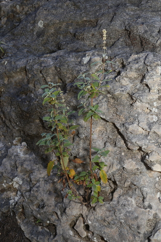 Image of Buddleja racemosa by (c) Reid Hardin, some rights reserved (CC BY)