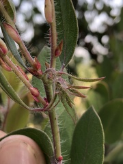 Arctostaphylos pilosula