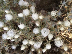 Asteraceae