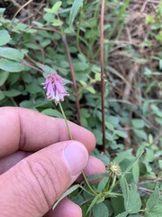 Trifolium productum