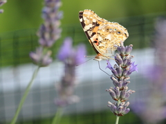 Vanessa cardui