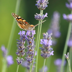 Vanessa cardui