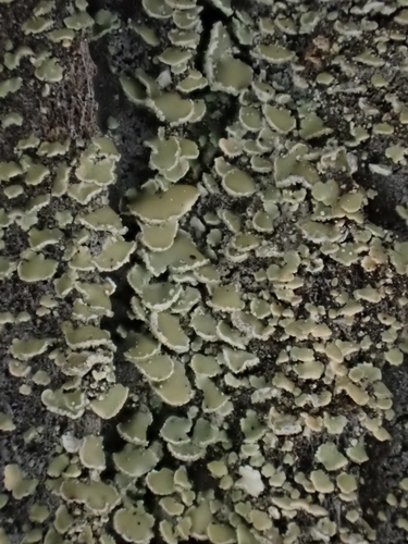 Common Clam Lichen