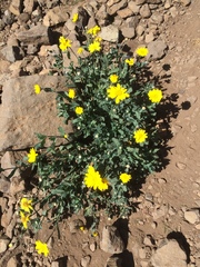 Asteraceae