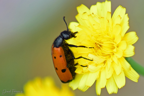 Four-spotted Blisterbeetle