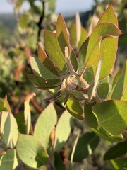 Arctostaphylos pilosula