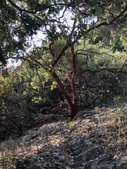 Arctostaphylos pilosula