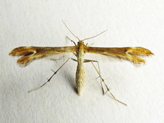 Marasmarcha lunaedactyla