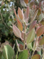 Arctostaphylos pilosula