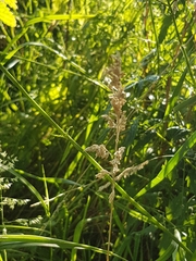Poaceae
