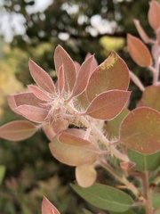 Arctostaphylos pilosula