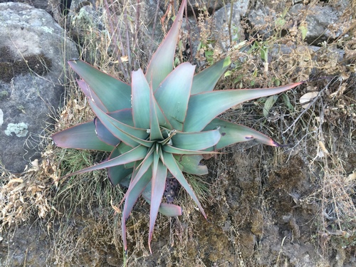 Aloe pulcherrima