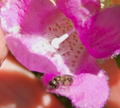 Lasioglossum pilosum