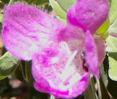 Lasioglossum pilosum