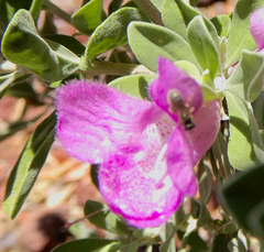 Lasioglossum pilosum