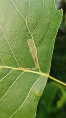 Stigmella populetorum