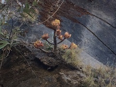 Aeonium leucoblepharum image