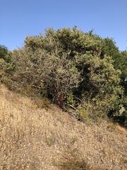 Arctostaphylos pilosula