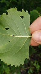 Stigmella populetorum