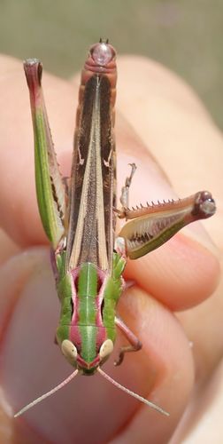Stripe-winged Grasshopper, photo 7 of 10
