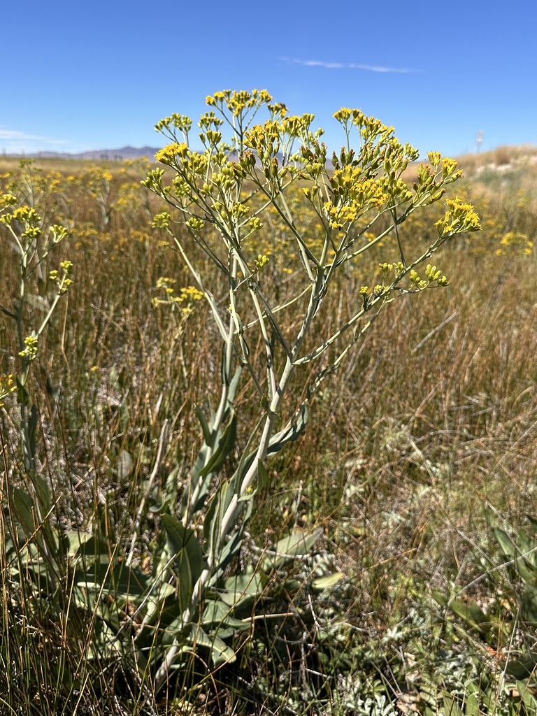 Water Ragwort water ragwort from Lander County, NV, USA on August 10, 2024 at 11:10 ...
