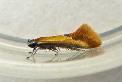 Batia lunaris