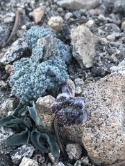 Oreonana vestita