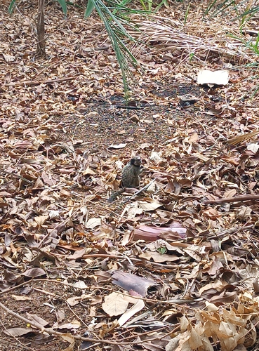 Black-tufted-ear Marmoset