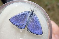 Polyommatus escheri