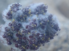 Oreonana vestita