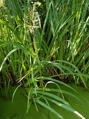 Poaceae