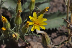 Crepis bakeri