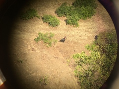 Bucorvus abyssinicus