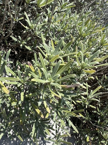 Image of Moltkia petraea by no rights reserved