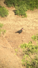 Bucorvus abyssinicus