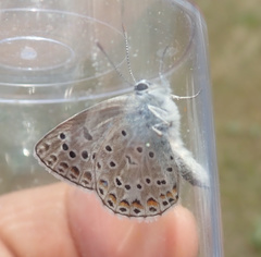 Polyommatus escheri
