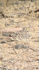 Pterocles lichtensteinii