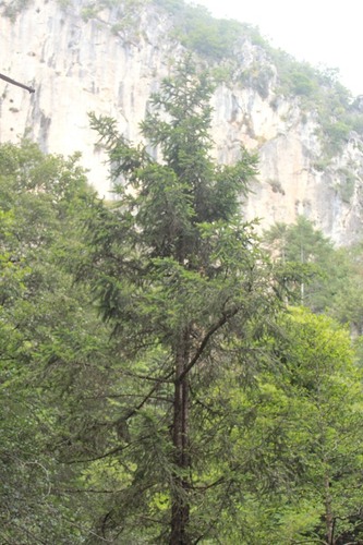 Picea martinezii, photograph 1