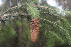 Picea martinezii