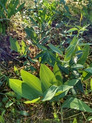 Polygonatum odoratum