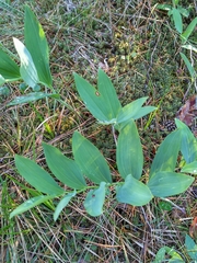 Polygonatum odoratum