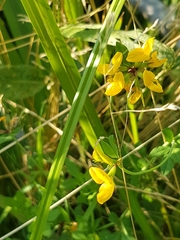 Lotus corniculatus