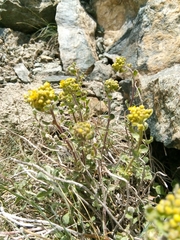 Odontarrhena argentea