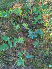 Polygonatum odoratum