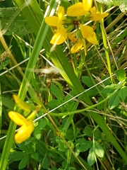 Lotus corniculatus